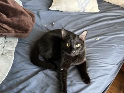 Lost Female Cat last seen Warwick, Kansas City, MO 64111