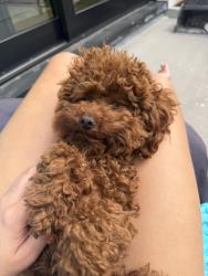 Reunited Male Dog last seen Cherry creek, Denver, CO 80209