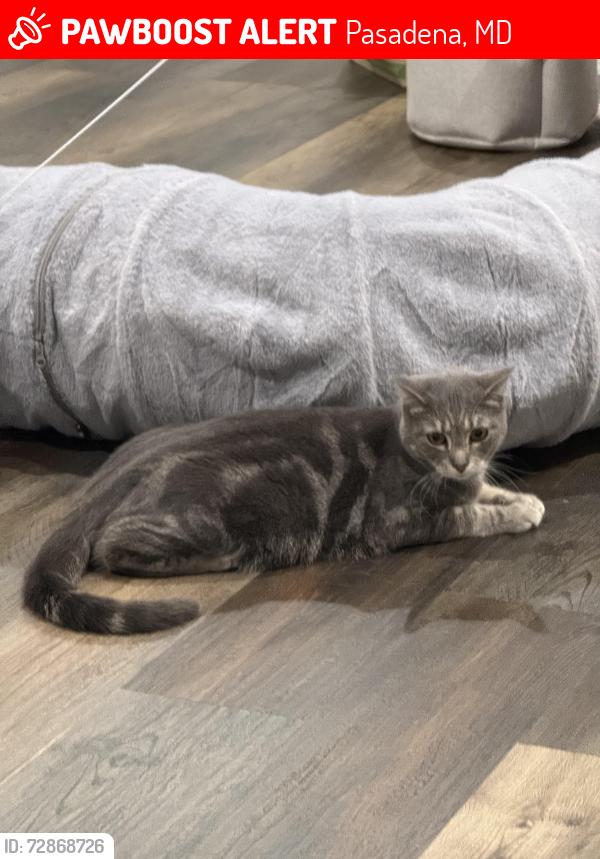 Lost Female Cat last seen hog neck road, Pasadena, MD 21122