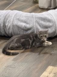 Lost Female Cat last seen hog neck road, Pasadena, MD 21122