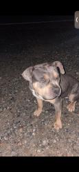 Lost Male Dog last seen Seay Ln, Spartanburg, SC 29306