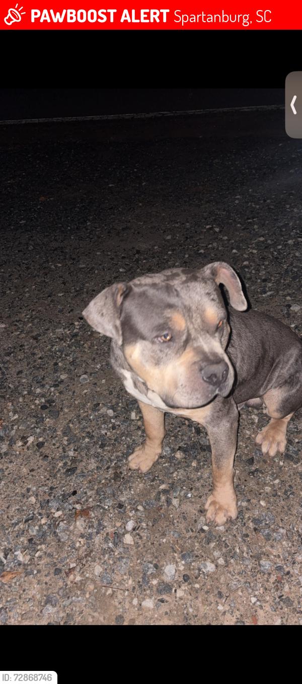 Lost Male Dog last seen Seay Ln, Spartanburg, SC 29306
