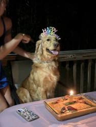 Lost Female Dog last seen Wallnut hill, Petersburg, VA 23805