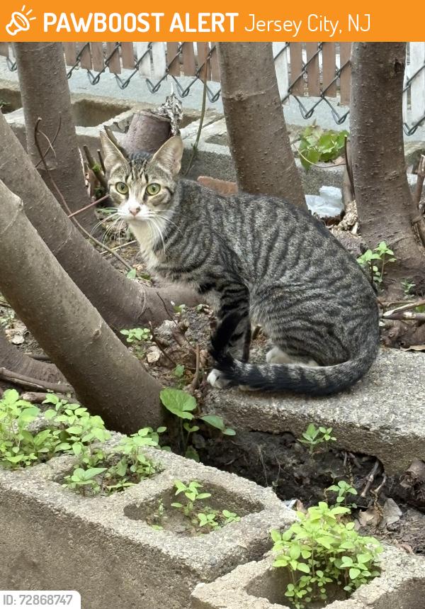 Found/Stray Unknown Cat last seen Gifford Ave. & West Side Ave., Jersey City, NJ 07304