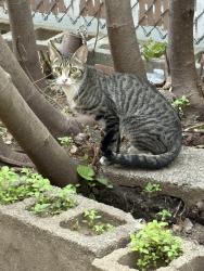 Found/Stray Unknown Cat last seen Gifford Ave. & West Side Ave., Jersey City, NJ 07304