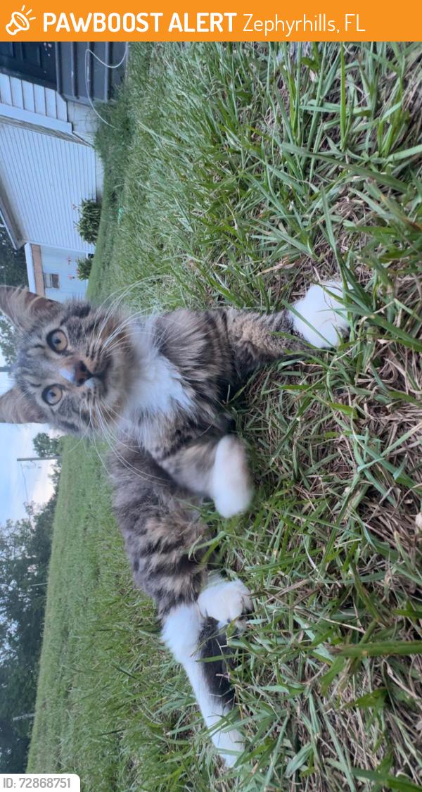 Found/Stray Unknown Cat last seen Cypress Creek middle school , Zephyrhills, FL 33544