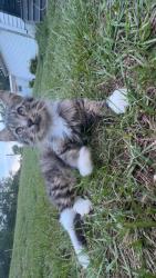 Found/Stray Unknown Cat last seen Cypress Creek middle school , Zephyrhills, FL 33544