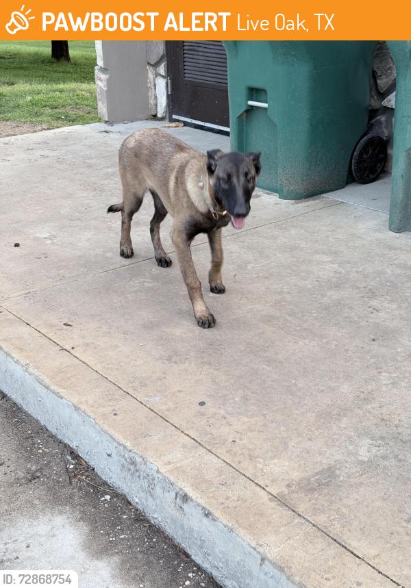 Found/Stray Female Dog last seen Duck pond , Live Oak, TX 78233