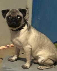 Lost Male Dog last seen Tolton Ave, Corona, CA 92879