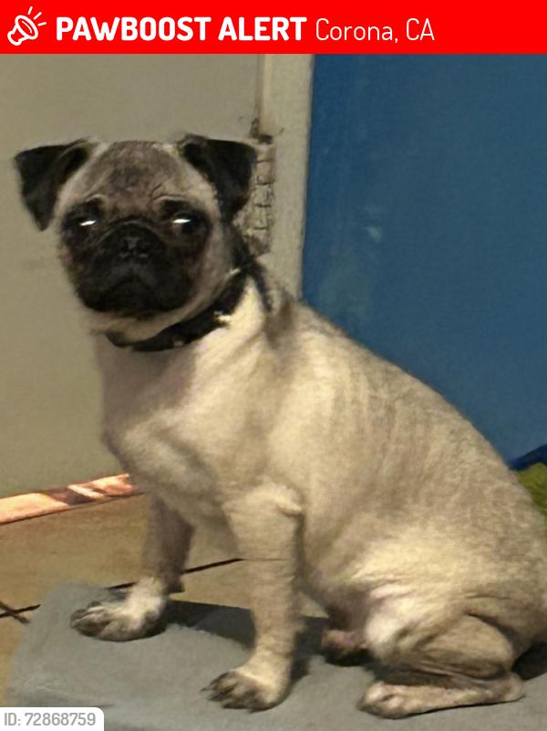Lost Male Dog last seen Tolton Ave, Corona, CA 92879
