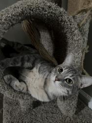 Lost Female Cat last seen Near Bechler Dr, Gray Court, 29645, Gray Court, SC 29645