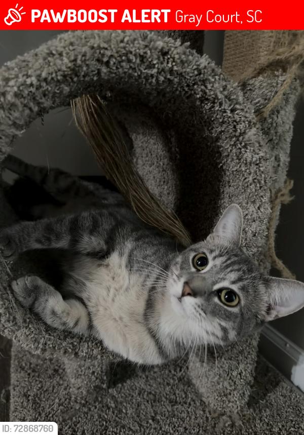 Lost Female Cat last seen Near Bechler Dr, Gray Court, 29645, Gray Court, SC 29645