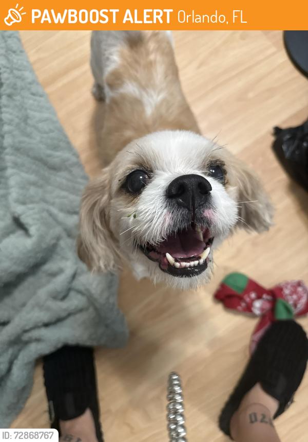 Found/Stray Male Dog last seen Sbill ave and toucan, Orlando, FL 32822