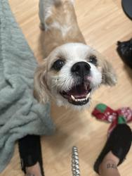 Found/Stray Male Dog last seen Sbill ave and toucan , Orlando, FL 32822