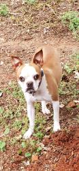 Lost Female Dog last seen Heronhill Pl, Lynchburg, VA 24503