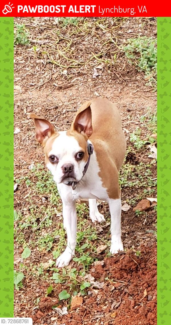 Lost Female Dog last seen Heronhill Pl, Lynchburg, VA 24503