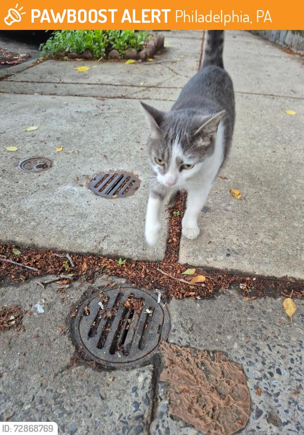 Found/Stray Female Cat last seen 54th St and Pine St, Philadelphia, PA 19143