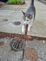 Found/Stray Female Cat last seen 54th St and Pine St, Philadelphia, PA 19143