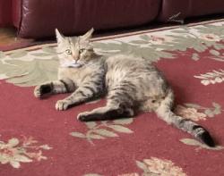 Reunited Male Cat last seen N Park Blvd, Knoxville, TN 37917, EE. UU., Knoxville, TN 37917