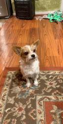 Reunited Male Dog last seen Walter/ Spears , Houston, TX 77014