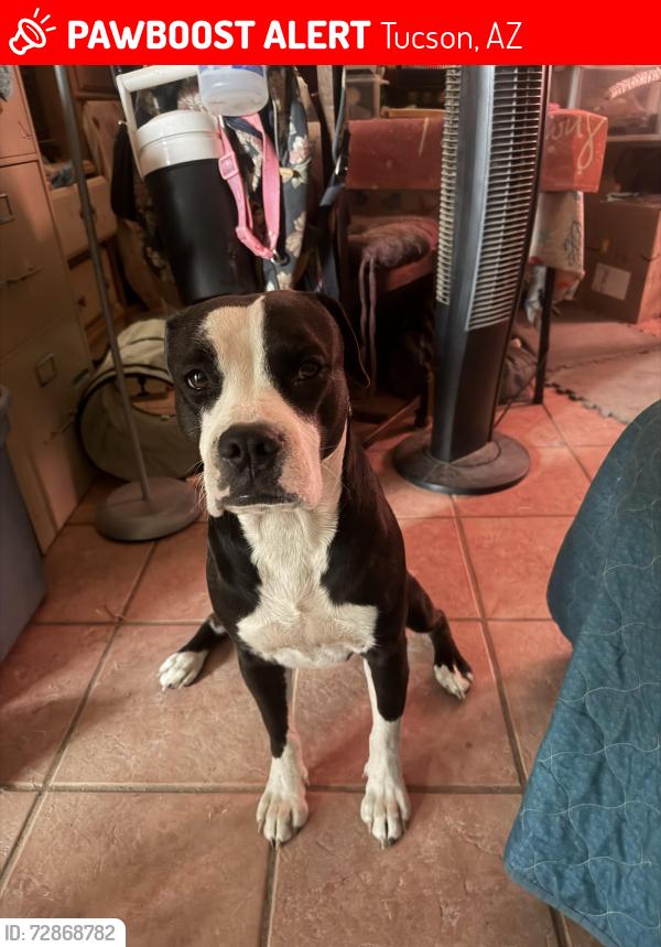 Lost Female Dog last seen Near n rosemont blvd, Tucson, AZ 85712