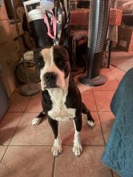 Lost Female Dog last seen Near n rosemont blvd, Tucson, AZ 85712