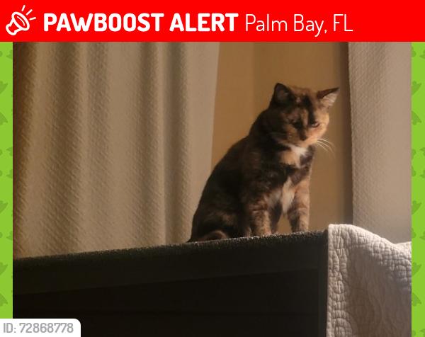 Lost Female Cat last seen Hallmark Street and Halloran , Palm Bay, FL 32909