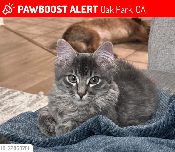 Lost Male Cat last seen Shadow Ridge Condominiums, Oak Park, CA 91377