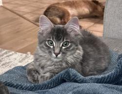 Lost Male Cat last seen Shadow Ridge Condominiums, Oak Park, CA 91377