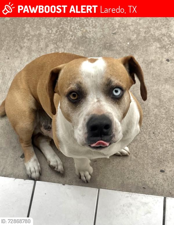 Lost Male Dog last seen Near Meadow / Clark, Laredo, TX 78043