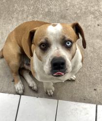 Lost Male Dog last seen Near Meadow / Clark, Laredo, TX 78043