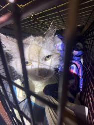 Shelter Stray Male Cat last seen E HOUSTON, San Antonio, TX 78227