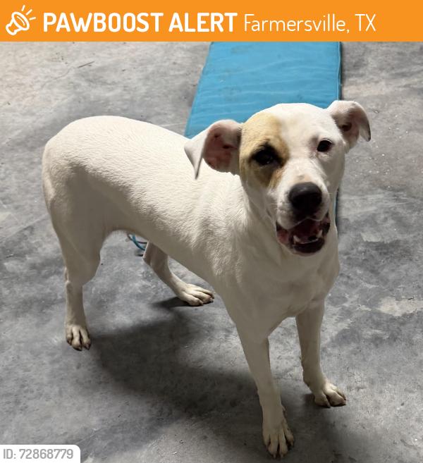 Found/Stray Female Dog last seen Main St and Sixth Street, Farmersville, TX 75442