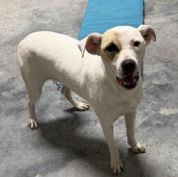 Found/Stray Female Dog last seen Main St and Sixth Street, Farmersville, TX 75442