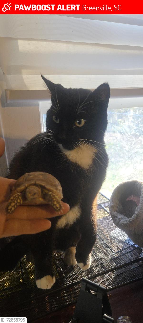 Lost Female Cat last seen Domino's , Greenville, SC 29605