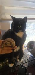 Lost Female Cat last seen Domino's , Greenville, SC 29605