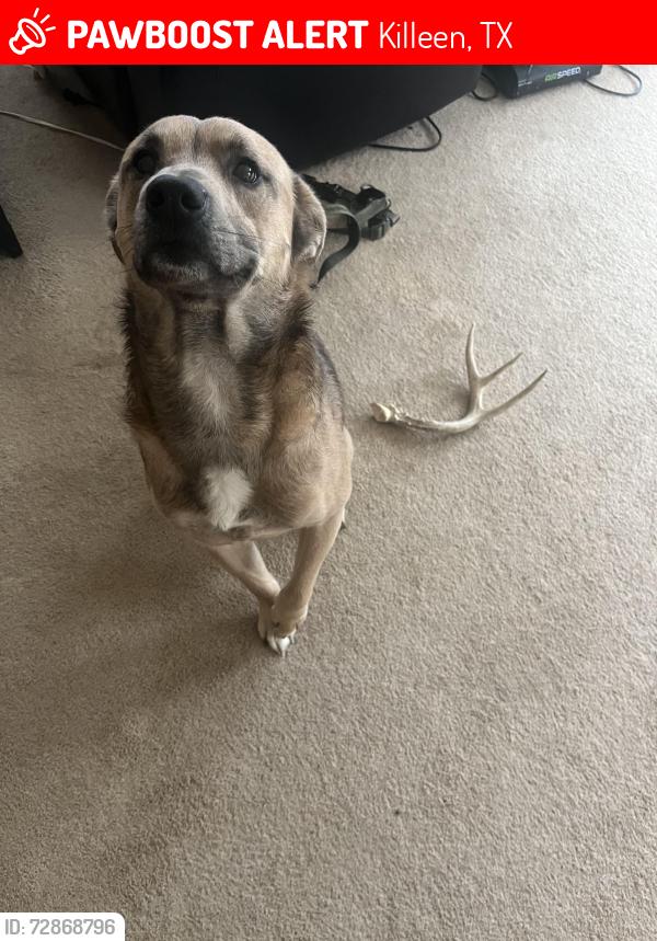 Lost Male Dog last seen Continental drive een Texas , Killeen, TX 76543