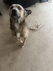 Lost Male Dog last seen Continental drive een Texas , Killeen, TX 76543