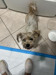 Found/Stray Female Dog last seen Route 19, Lecanto, FL 34461
