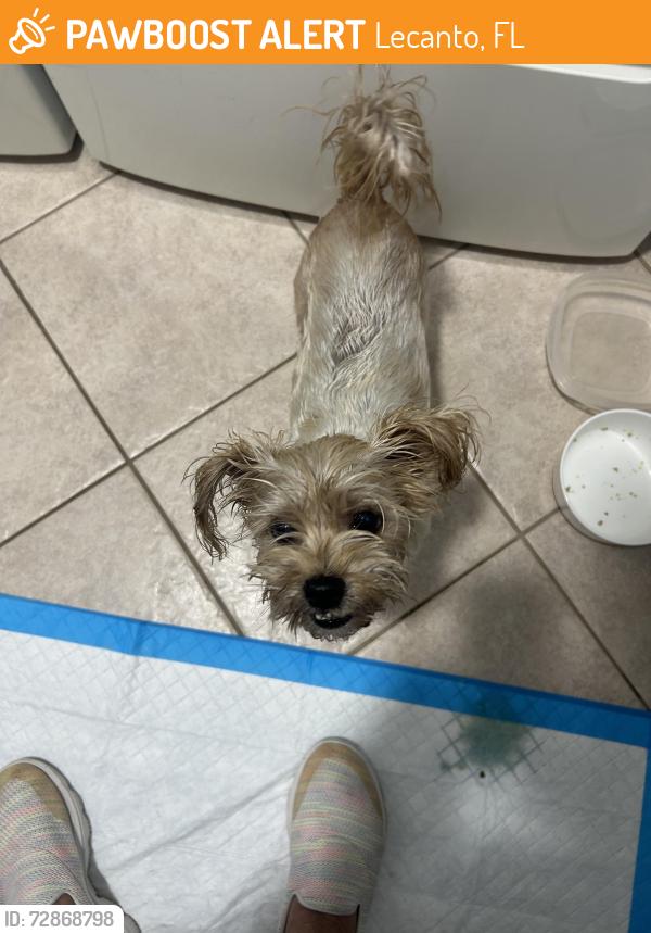 Found/Stray Female Dog last seen Route 19, Lecanto, FL 34461