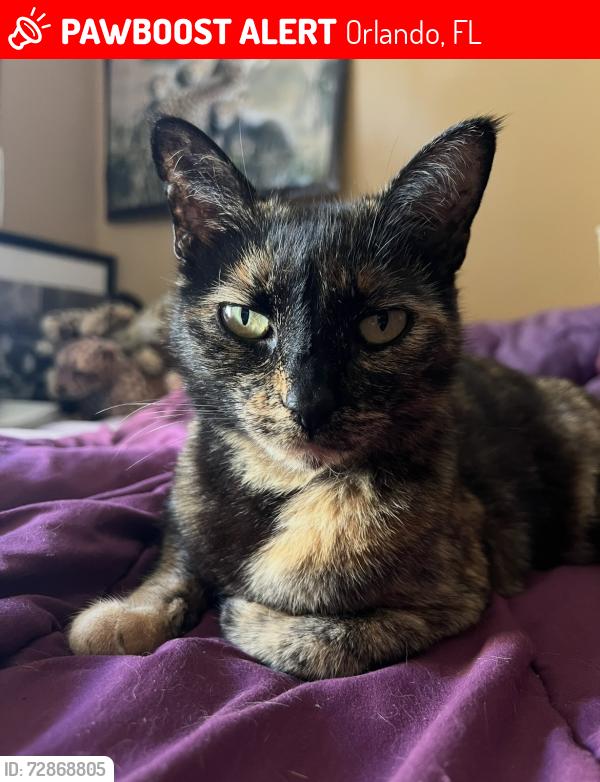 Lost Female Cat last seen Woolridge Dr, Orlando, FL 32837
