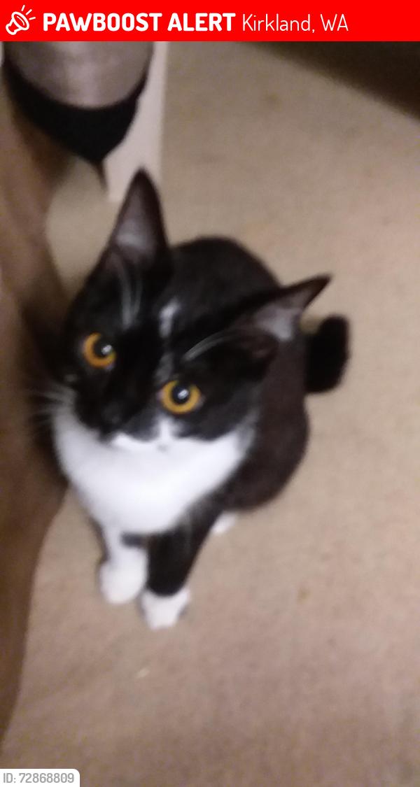 Lost Female Cat last seen Near ne 130lth way kirkland, Kirkland, WA 98034