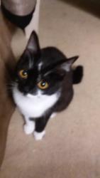 Lost Female Cat last seen Near ne 130lth way kirkland, Kirkland, WA 98034