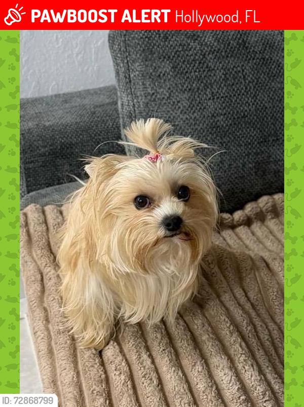 Lost Female Dog last seen Polk st Hollywood , Hollywood, FL 33021