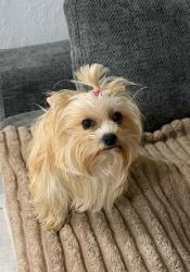 Lost Female Dog last seen Polk st Hollywood , Hollywood, FL 33021