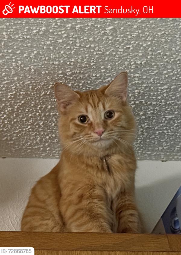 Lost Male Cat last seen Sweetbriar Dr Sandusky OH 44870, Sandusky, OH 44870