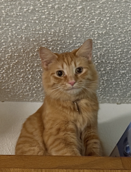 Lost Male Cat last seen Sweetbriar Dr Sandusky OH 44870, Sandusky, OH 44870