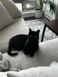 Lost Female Cat last seen Galley Avenue and Roncesvalles, Toronto, ON M6R 1H2