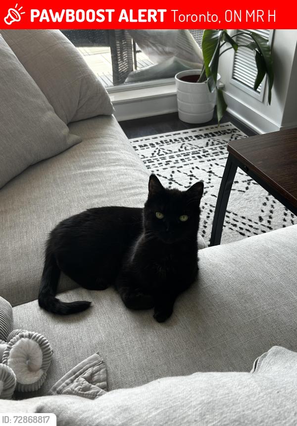 Lost Female Cat last seen Galley Avenue and Roncesvalles, Toronto, ON M6R 1H2