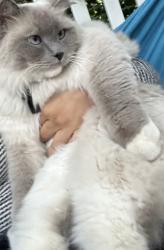 Lost Male Cat last seen 8th street Seattle Washington 98106 , highland corner bakery , Seattle, WA 98106